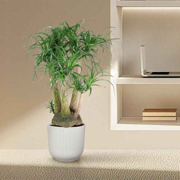 Image of Beaucarnea Zimmerpflanze Ø41cm ↕110cm – pflegeleichte Grünpflanze für Wohnzimmer, Büro & helle Standorte kaufen-3