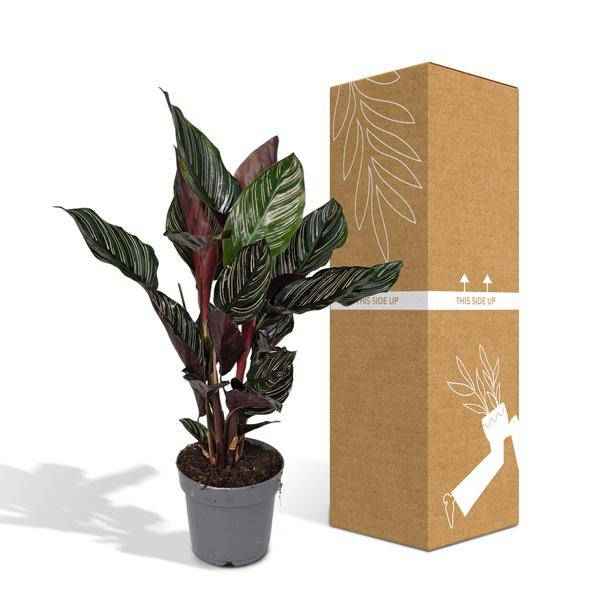 Image of Korbmarante Calathea Ornata – Zimmerpflanze Ø14cm ca. 50cm hoch – Exotische Blattzeichnung – Pflegeleichte Zimmerpflanze für Zuhause & Büro