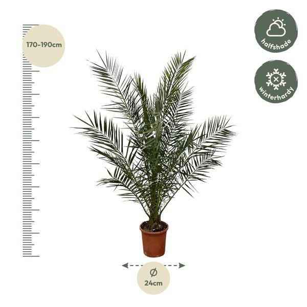 Image of Phönix Canariensis – Kanarische Dattelpalme – Palme ca. 170cm hoch – Ø24cm – Exotische Zimmer – & Gartenpflanze-1