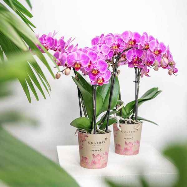 Image of Phalaenopsis – Orchidee Mineral Vienna – Rosa – Ø9cm – Blühende Zimmerpflanze – 2-3 Zweige – Natürliche Farbpracht