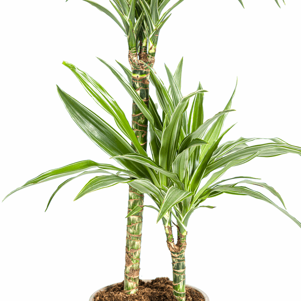 Image of Dracaena Deremensis White Stripe – Drachenbaum – Ø19cm – ↕70-90cm – Elegante Zimmerpflanze mit weißen Blattstreifen – Pflegeleicht & luftreinigend-2