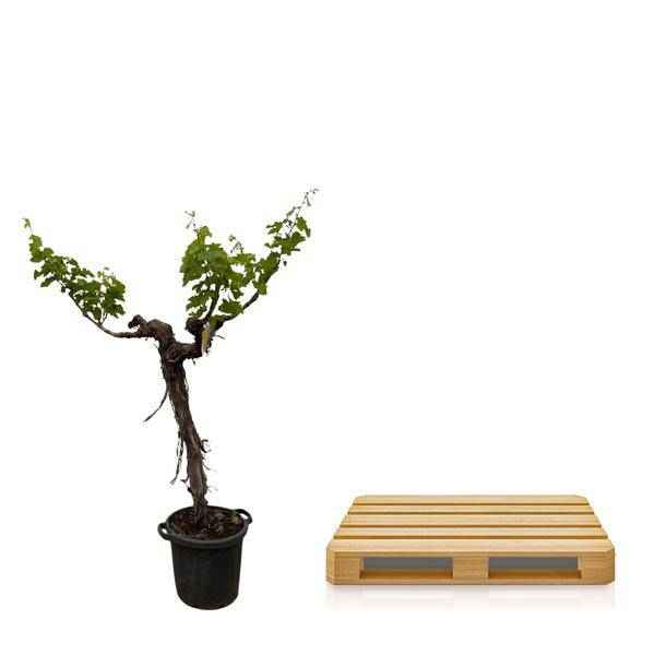 Image of Weintraube Vitis Vinifera Zimmerpflanze Ø55cm ↕220cm – pflegeleichte Grünpflanze für Wohnzimmer, Büro & helle Standorte kaufen