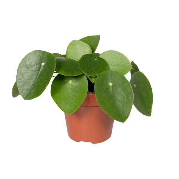 Image of Chinesischer Geldbaum – Pilea Peperomiodes (Aluminium – Pflanze) – Zimmerpflanze – Ø12cm – 20cm hoch – Halbschatten – Luftreinigend – Pflegeleicht-0