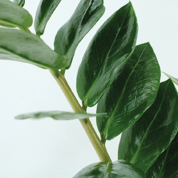 Image of Glücksfeder – Zamioculcas zamiifolia – Smaragdpalme – 2 Pflanzen – Ø14cm – Höhe ca. 50cm – Pflegeleichte Zimmerpflanzen für Büro & Zuhause-2