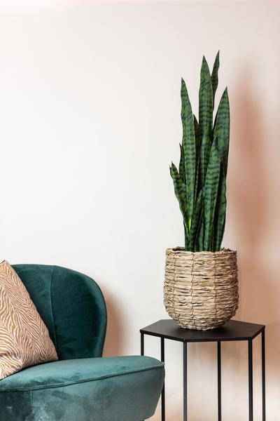 Image of Kunstpflanze Sansevieria Black Coral – Frauenzunge – 97cm – künstliche Pflanze mit realistischen Blättern – Deko-Pflanze für Zimmer & Büro