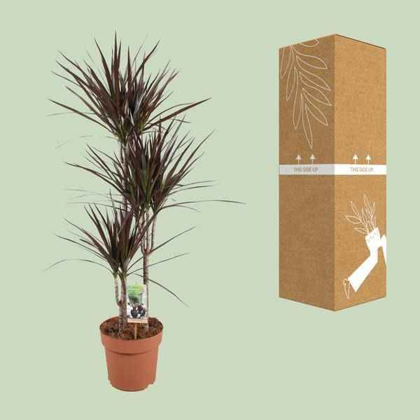 Image of Drachenbaum Dracaena Magenta – Ø21cm – ca.120cm Zimmerpflanze – Elegante Grünpflanze mit aufrechtem Wuchs – Pflegeleicht für Wohnzimmer Büro & Empfangsbereiche-2