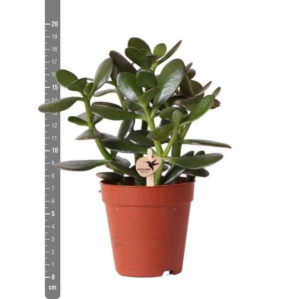 Image of Sukkulente Crassula Ovata – Ø9cm – Robuste Zimmerpflanze mit glänzenden Blättern – Pflegeleicht & dekorativ – Für Wohnzimmer, Büro & Bad