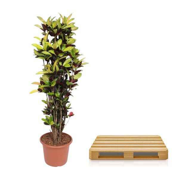Image of Wunderstrauch – Codiaeum Iceton Croton – Zimmerpflanze ca. 190cm Höhe – Ø45cm – dekorative Pflanze mit bunten Blättern für Wohnzimmer & Büro-2