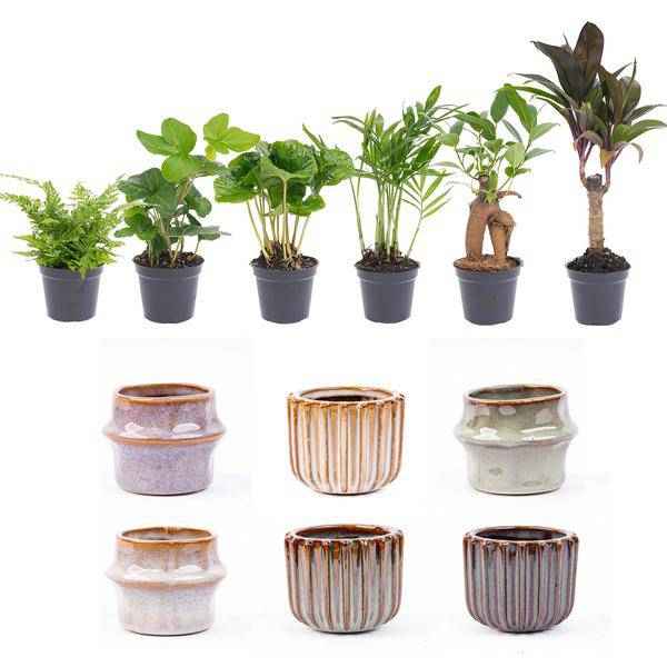 Image of Zimmerpflanzen Set mit 6 Pflanzen + Keramik – Topfset Barcelona – kompakt & stilvoll – Palme
