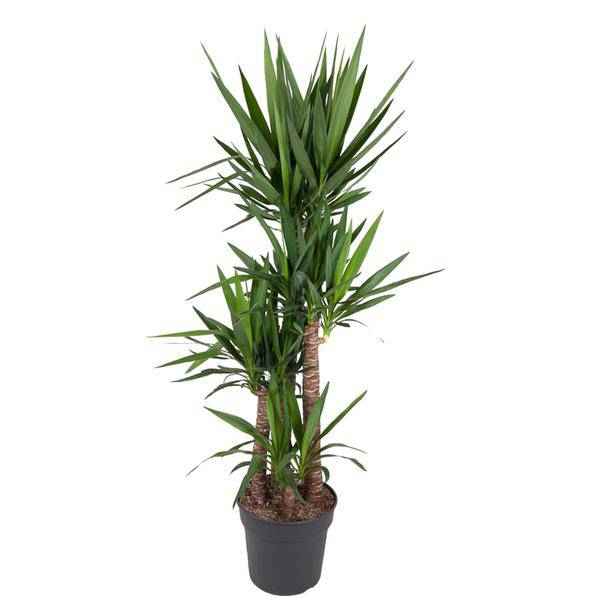 Image of Riesen – Palmlilie – Yucca Elephantipes – Zimmerpflanze – Ø34cm – ↕180cm – Pflegeleicht & Robust – Für Innen & Außen