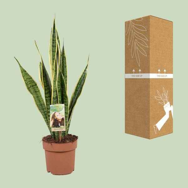 Image of Bogenhanf Sansevieria trifasciata Laurentii Zimmerpflanze Ø17cm ↕60cm – pflegeleichte Grünpflanze für Wohnzimmer, Büro & helle Standorte kaufen-2