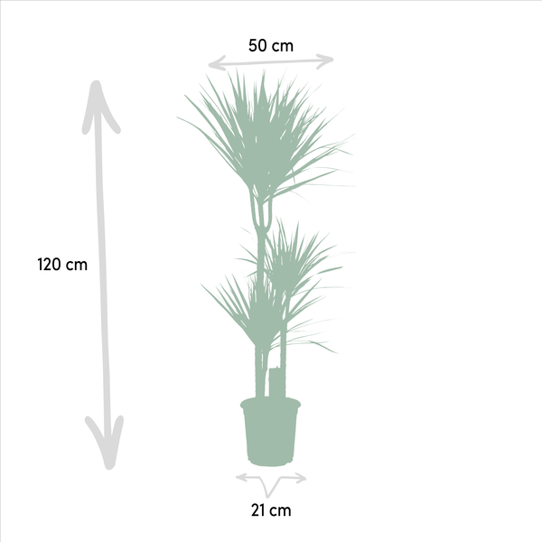 Image of Drachenbaum Dracaena Marginata – Zimmerpflanze – Ø21cm x ↕120cm – Tropische Grünpflanze mit luftreinigend – Pflegeleicht