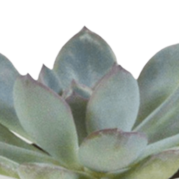 Image of Sukkulenten & Kakteen Mix – 15 Pflanzen Ø5,5cm Zimmerpflanzen im weißen Glas – Verschiedene Mini – Sukkulenten & Kakteen-3