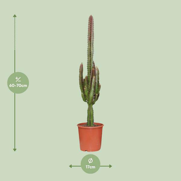 Image of Dreikantige Wolfsmilch Euphorbia Trigona Rubra Zimmerpflanze Ø17cm ↕70cm – pflegeleichte Sukkulente für Wohnzimmer, Büro & helle Standorte kaufen-1