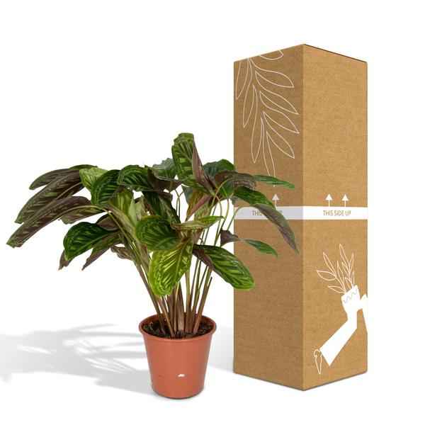 Image of Calathea Flamestar – Pfauenpflanze – Ø19cm – ↕75cm – Exotische Zimmerpflanze mit gemusterten Blättern – Luftreinigend, pflegeleicht & dekorativ-4