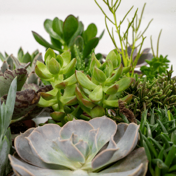 Image of Sukkulenten Mix 18 Pflanzen Ø8,5cm – pflegeleichtes Pflanzen Set für Urban Jungle, Fensterbank, Wohnzimmer & Büro