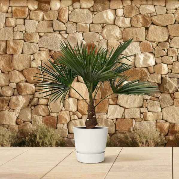 Image of Hanfpalme – Trachycarpus 100cm – Ø21cm – Immergrüne Palme mit fächerförmigen Blättern – Pflegeleicht-4