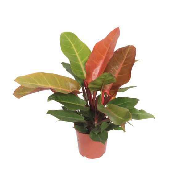Image of Baumfreund Philodendron Prince of Orange Zimmerpflanze Ø17cm ↕45cm – pflegeleichte Grünpflanze für Wohnzimmer, Büro & helle Standorte kaufen-0