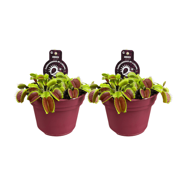 Image of Dionaea Muscipula – Venusfliegenfalle – fleischfressende Zimmerpflanze – Ø12cm – Höhe ca. 12cm – 2 Pflanzen-0