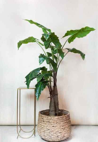 Image of Kunstpflanze Alocasia ↕180cm – künstliche Grünpflanze für Wohnzimmer, Büro, Flur & pflegeleichte Deko-1