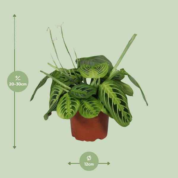 Image of Pfeilwurz – Maranta Leuconeura Fascinator Lemon Lime – Prayer Pflanze – Zimmerpflanze – Ø12cm – ca. 30cm hoch – luftreinigende Tropenpflanze-1