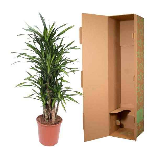 Image of Drachenbaum Dracaena Riki – 140cm hoch – Ø30cm – Elegante Zimmerpflanze mit schmalem dunkelgrünem Blattwerk – pflegeleicht – für Zimmer & Büro