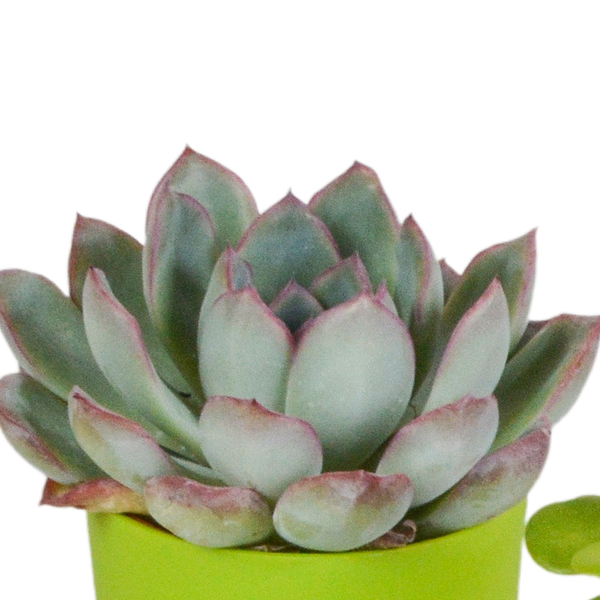 Image of Sukkulenten Mix 5 Pflanzen Ø5,5cm – pflegeleichtes Pflanzen Set für Urban Jungle, Fensterbank, Wohnzimmer & Büro-2