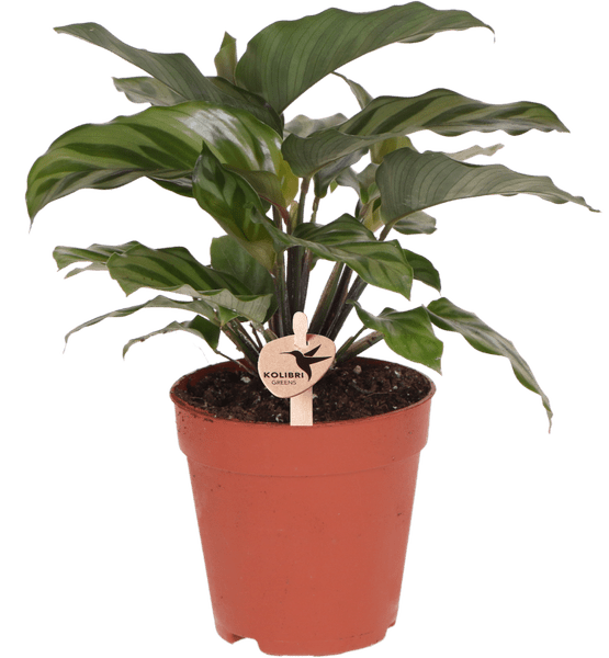 Image of Korbmarante – Calathea – Zimmerpflanze – Ø9cm – Dekopflanze mit auffälligem Blattmuster – Pflegeleichte luftreinigende Pflanze für Wohnzimmer & Büro-0
