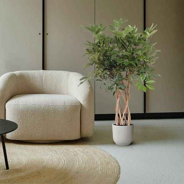 Image of Strahlenaralie – Schefflera Arboricola Compacta – Zimmerpflanze – 130cm – Ø30cm – Indoor