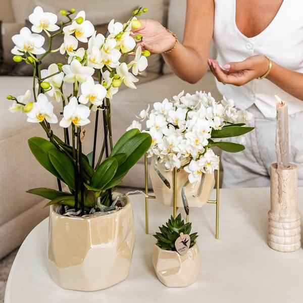 Image of Kombi – Angebot Perlen Travertin Töpfe – 3er – Set Ø6/9/12cm – stilvolle Keramik – Pflanzgefäße für Orchideen, Sukkulenten & Zimmerpflanzen