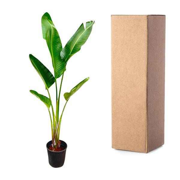 Image of Baum – Strelitzie – Strelitzia Augusta – Zimmerpflanze – 210cm – Ø30cm – Weißer Paradiesvogel mit großen Blättern für Wohnzimmer und Büro-3