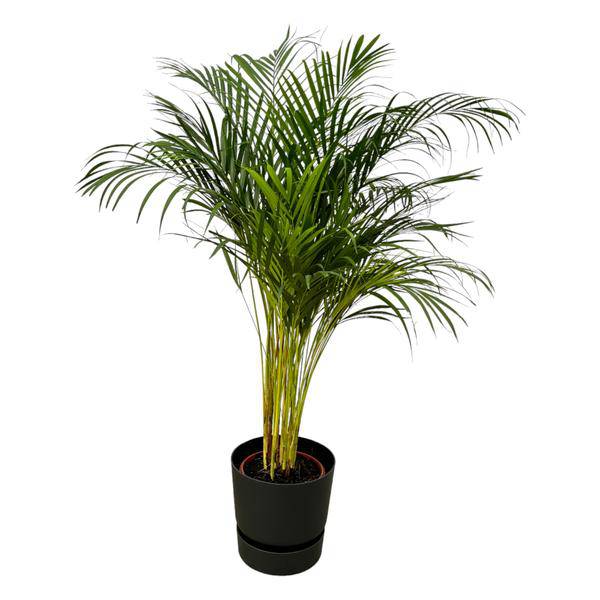 Image of Areca Palme – Betelpalme – Zimmerpflanze ca. 130cm – Ø24cm – inkl. Pflanzgefäß Greenville Schwarz D30xH28-0