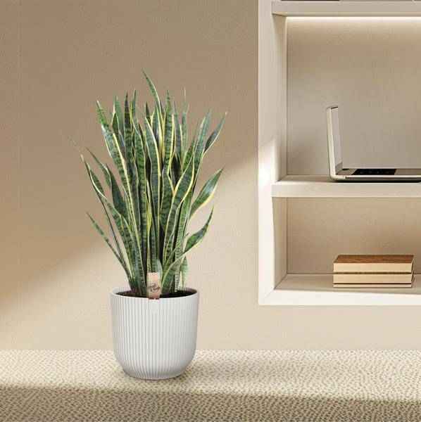 Image of Bogenhanf – Sansevieria Laurentii – Zimmerpflanze 100cm – Ø35cm – Pflegeleichte Grünpflanze mit gelbem Rand-3