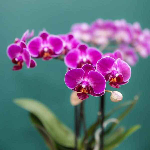 Image of Phalaenopsis Orchideen Morelia Lila – 4 Orchideen – Zimmerpflanze Ø9cm – Orchideen mit 2-3 Blütenstielen – exotische Blütenpracht für Zuhause & Büro-1