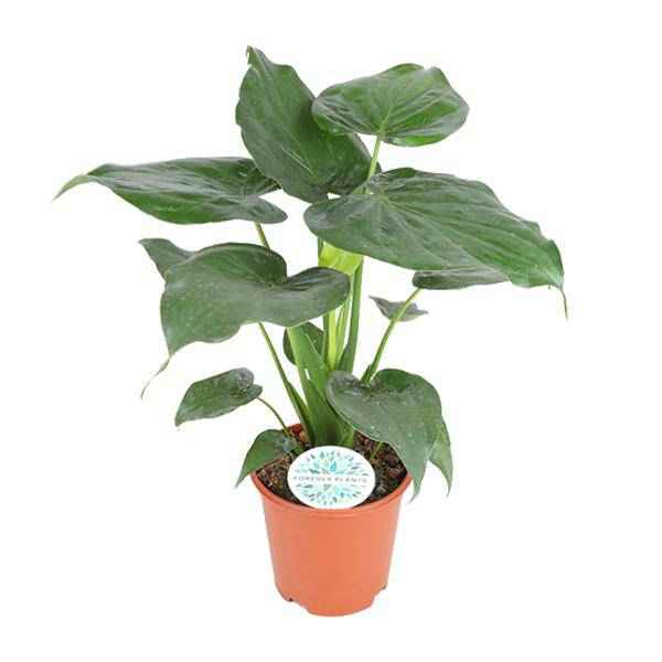 Image of Elefantenohr Alocasia Cucullata Zimmerpflanze Ø21cm ↕80cm – pflegeleichte Grünpflanze für Wohnzimmer, Büro & helle Standorte kaufen-0