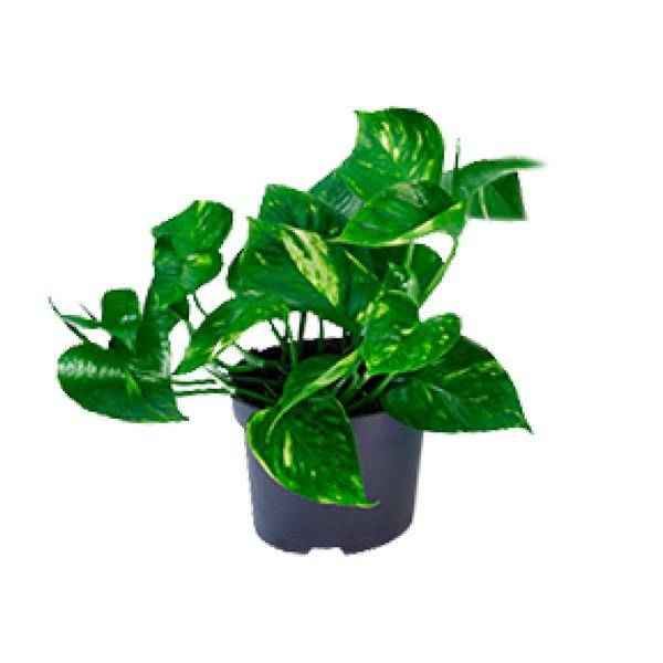 Image of Efeutute – Epipremnum aureum – Ø12cm x H20cm – Schnelle & pflegeleichte Zimmerpflanze – Kletter – oder Hängepflanze – Luftreinigend – Im Pflanztopf