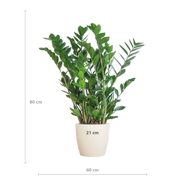 Image of Zamioculcas Zamiifolia Glücksfeder – robuste Zimmerpflanze ↕80cm Ø21cm – pflegeleichte Smaragdpalme im nachhaltigen Viber Topf Weiß-1