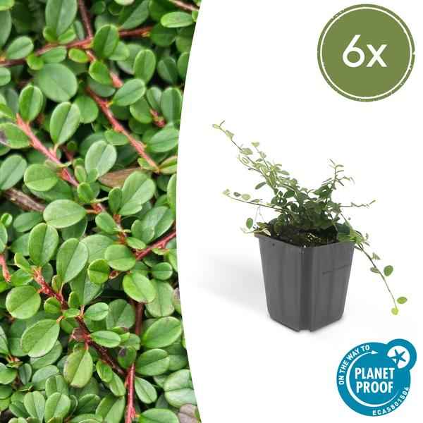 Image of Zwergmispel Cotoneaster pro 'Streib’s Findling' – 6 Pflanzen – ↕10-25cm – Ø9cm – Bodendecker mit Blüten & Beeren – Pflegeleicht & sonnig/schattig