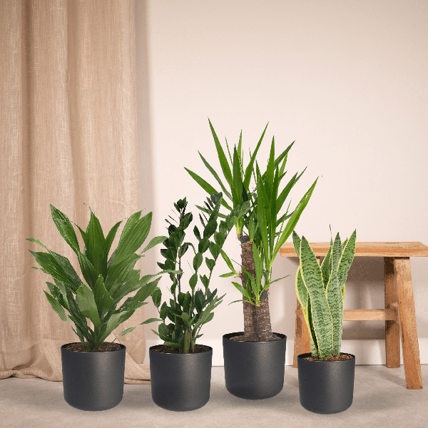 Image of Pflanzkasten Easy – 4 pflegeleichte Zimmerpflanzen – Sansevieria, Yucca, Zamioculcas & Dracaena – Verschiedene Höhen 40-85cm – Ø14 – Ø17-1
