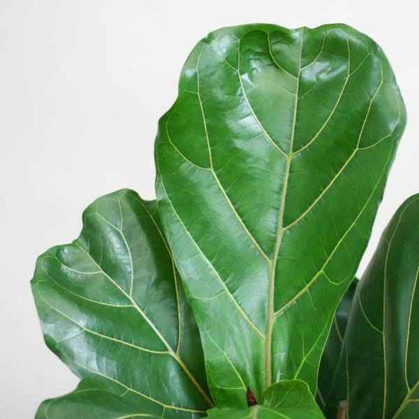 Image of Ficus Lyrata – Geigen – Feige – Zimmerpflanze – 80cm – Ø21cm – inkl. Übertopf – Große Blätter, pflegeleicht, dekorativ