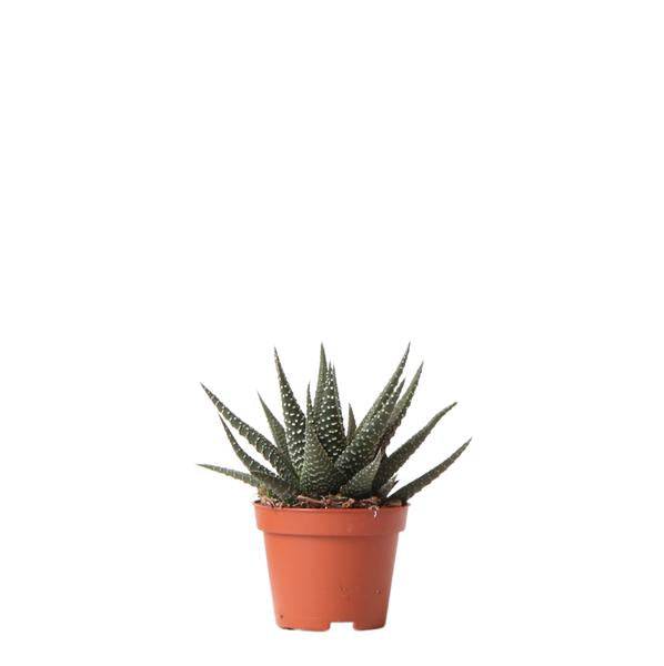 Image of Sukkulente Haworthia Royal Highness – Grüne Zimmerpflanze – Ø6cm – Pflegeleichte Grünpflanze – Stilvolle Dekoration für Zuhause-0