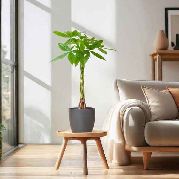 Image of Pachira Aquatica 80cm – Glückskastanie Geldbaum Zimmerpflanze Ø21cm – pflegeleichte Pflanze mit geflochtenem Stamm im nachhaltigen Viber Grau Topf
