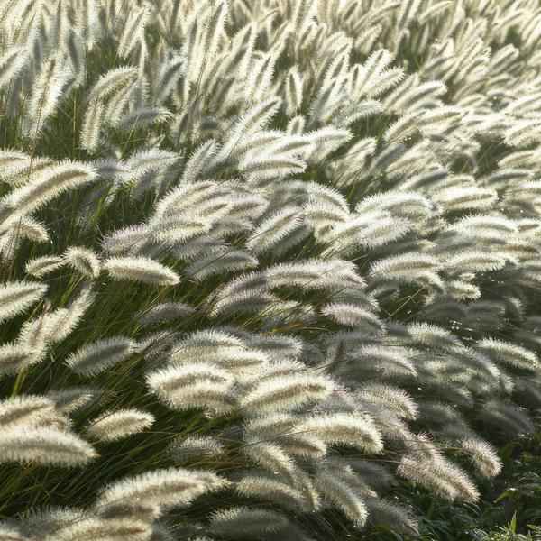 Image of Lampenputzergras Pennisetum alopecuroides 'Hameln' – 60 Pflanzen – Ziergras – Elegantes Gartenhighlight – Cremefarbene Blüten – Pflegeleicht-0