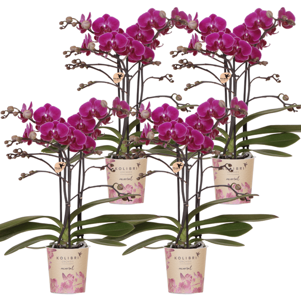 Image of Phalaenopsis Orchideen Morelia Lila – 4 Orchideen – Zimmerpflanze Ø9cm – Orchideen mit 2-3 Blütenstielen – exotische Blütenpracht für Zuhause & Büro-0