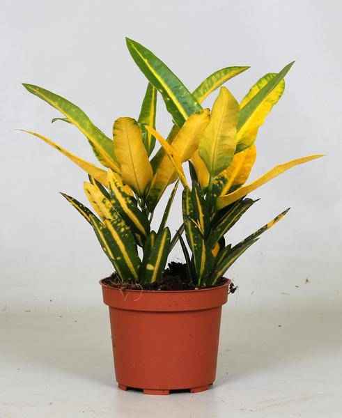 Image of Wunderstrauch – Croton Sunny Star – Zimmerpflanze – Ø12cm – 30cm hoch – farbenfrohe Blattschmuckpflanze-0