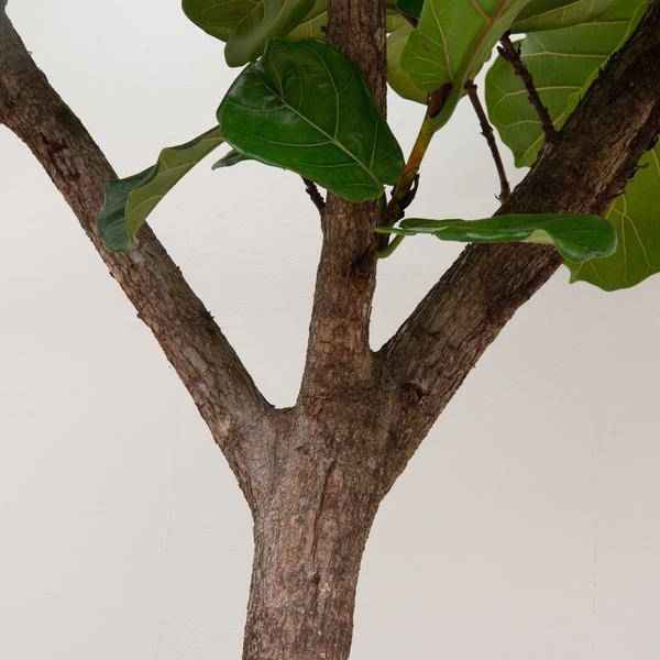 Image of Geigen – Feige – Ficus Lyrata XXL – Zimmerpflanze 300cm – Ø55cm – Exklusive Designpflanze mit großen geigenförmigen Blättern – Tropische XXL-1