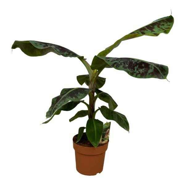 Image of Bananenpflanze Musa – tropische Zimmerpflanze – Höhe ca. 80cm – Ø21cm – dekorative Pflanze mit großen grünen Blättern für Wohnzimmer, Büro & Balkon-0