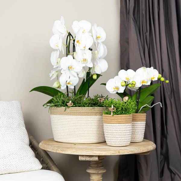 Image of Phalaenopsis Orchidee Weiß Niagara Fall Zimmerpflanze Ø12cm ↕60cm – blühende Orchidee für Wohnzimmer, Büro & helle Standorte kaufen