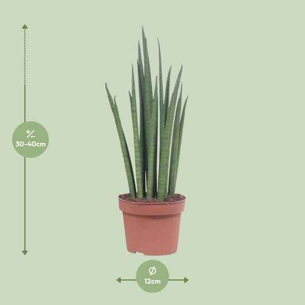 Image of Bogenhanf – Sansevieria Mikado – Zimmerpflanze – Ø12cm – ↕40cm – Schwiegermutterzunge – pflegeleichte grüne Pflanze mit schwertförmigen Blättern-1