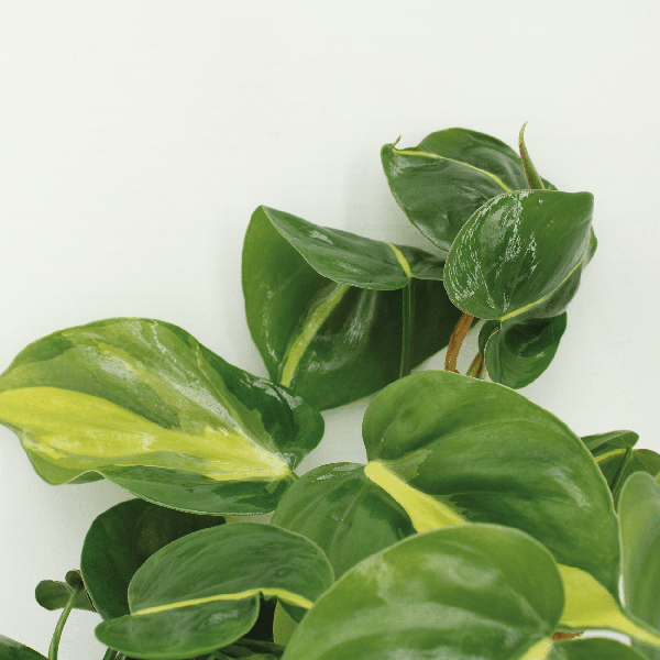 Image of Baumfreund – Philodendron scandens Brasil – 4 Pflanzen – Ø12cm – Höhe ca. 15cm – Pflegeleichte Zimmerpflanzen – Rank-2